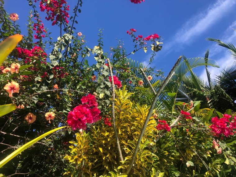 Pink tropical flowers under a blue sky.