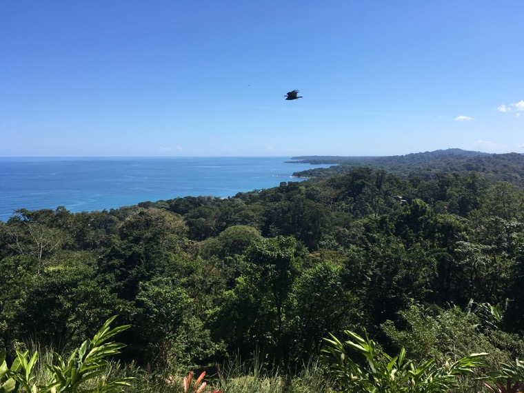 View of the ocean and tropical forest.