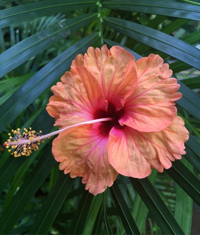 Pink tropical hibiscus and green foliage.