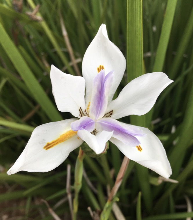 White and violet flower in the vegetation.
