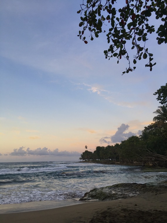 Beach lined with palms in the evening.