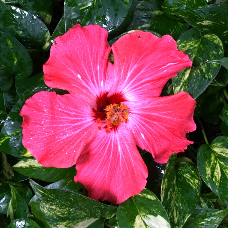 Close-up of a pink hibiscus.