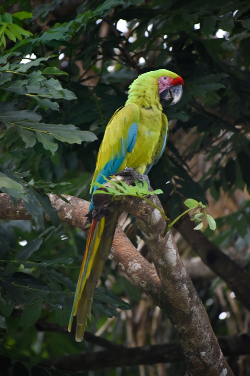 Tropical macaw in the trees.
